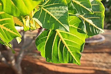 一起浪！海洋建造游戏《沉浮》正式版今日发售！